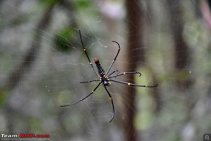 Zoom'd to Meghalaya - The abode of the clouds-dsc_0826.jpg