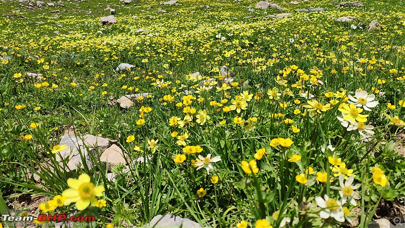 Kashmir Great Lakes Trek - My 1st raw experience in the mighty Himalayas-13-flower-carpetmin.jpg
