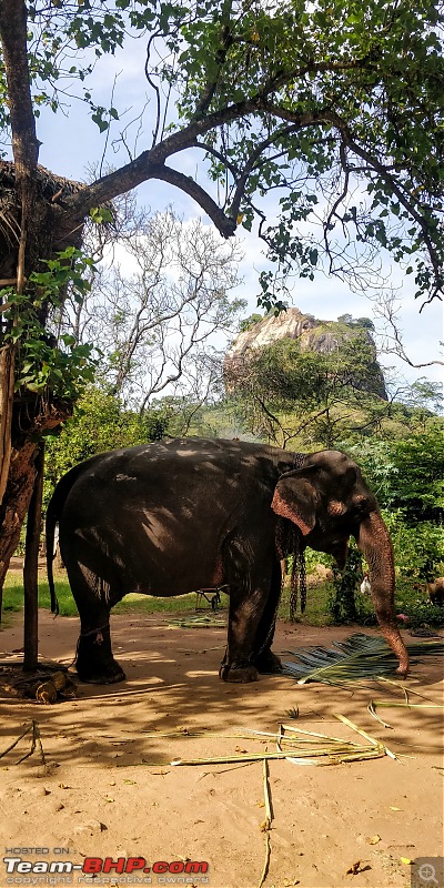 Backpacking through Sri Lanka-elephant.jpg