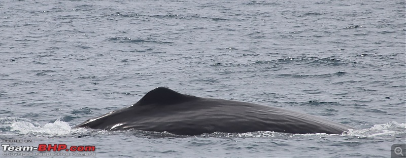 Backpacking through Sri Lanka-whale.jpg