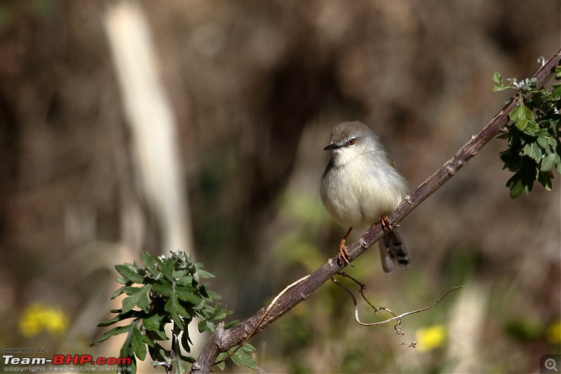 Birds of Himalayas - Sattal and Kedarnath Wildlife Sanctuary-grey-breasted-prinia.jpg