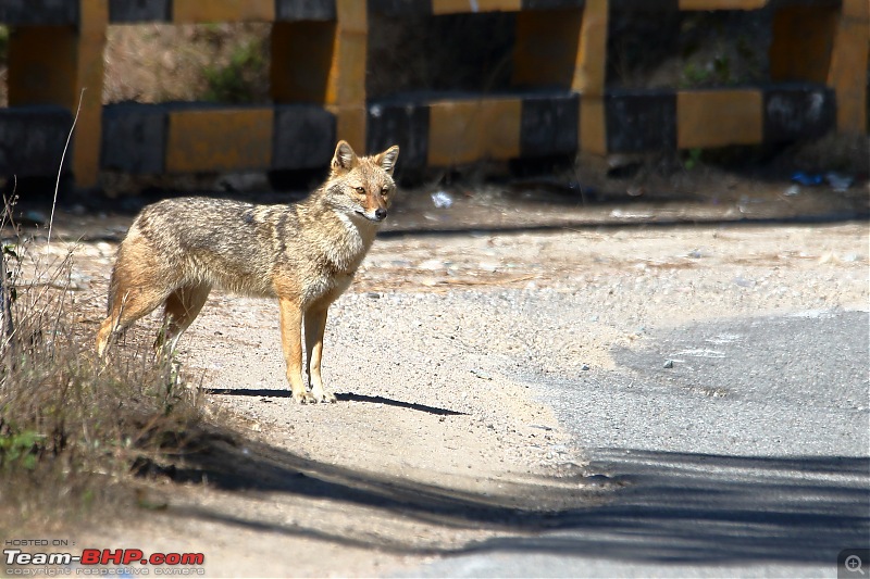 Birds of Himalayas - Sattal and Kedarnath Wildlife Sanctuary-golden-jackal.jpg