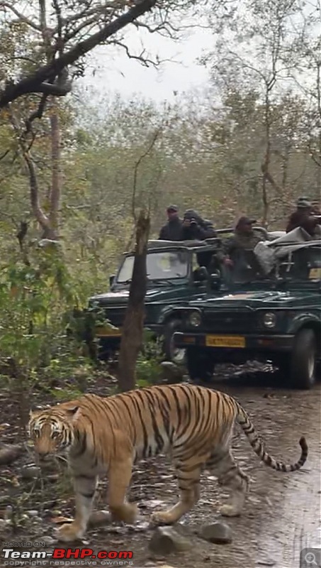 An impromptu planned trip to Jim Corbett-29b214d0e0fa4be8b4691a67193de9a7.jpeg