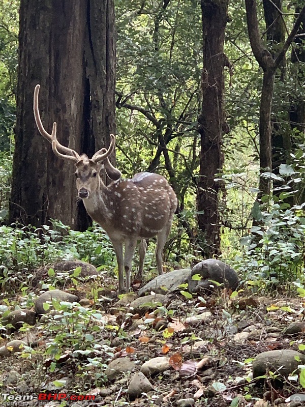 An impromptu planned trip to Jim Corbett-27f063126bb94f68900c83b429fc6cf7.jpeg