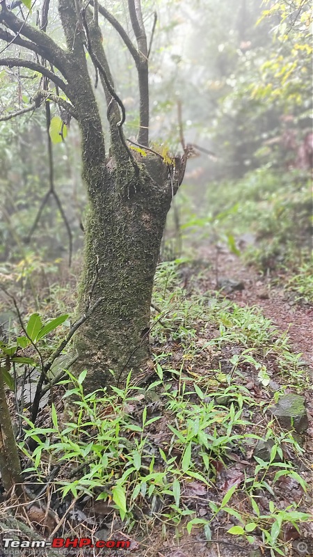 Andharban: A Dark Forest Nature Trailwalk-88.jpg