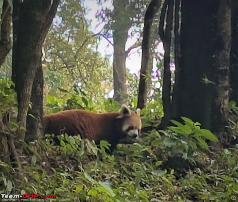 Kolkata to Darjeeling & Chitrey, in a VW Ameo-red-panda-1.jpg