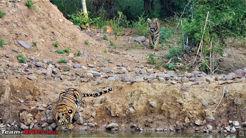 Impromtu Tadoba & the 3 Cubs-img_5204.jpg