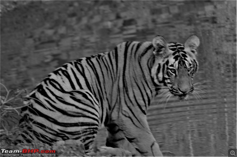 Impromtu Tadoba & the 3 Cubs-img_5278.jpg