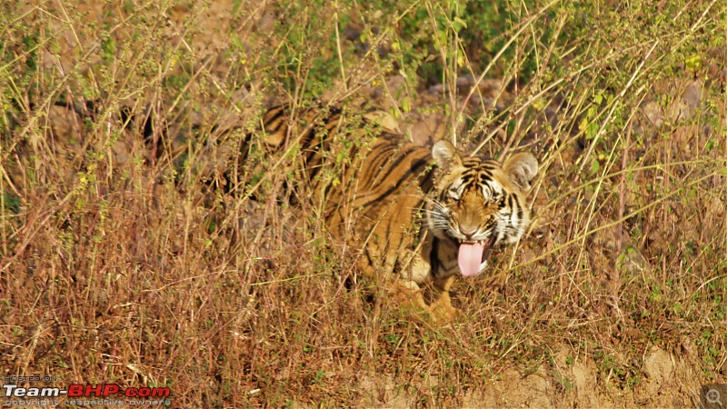 Impromtu Tadoba & the 3 Cubs-img_5256.jpg