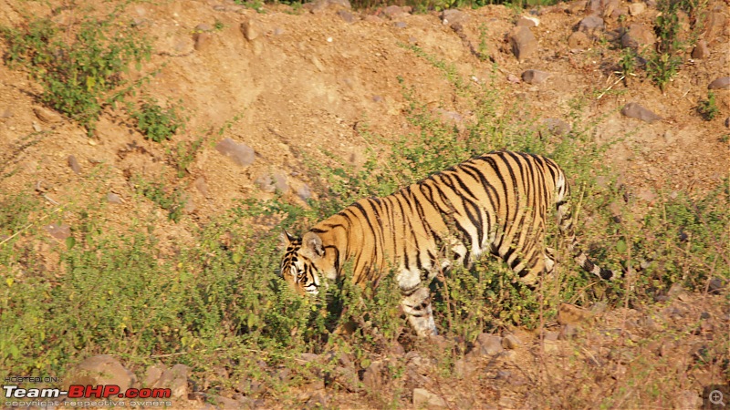 Impromtu Tadoba & the 3 Cubs-img_5234.jpg