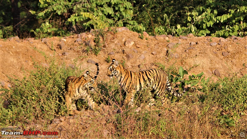 Impromtu Tadoba & the 3 Cubs-img_5337.jpg