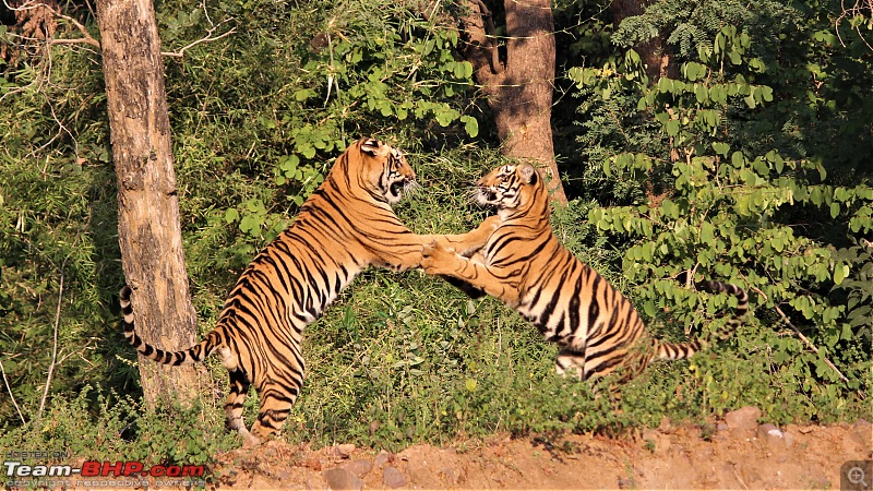 Impromtu Tadoba & the 3 Cubs-img_5308.jpg