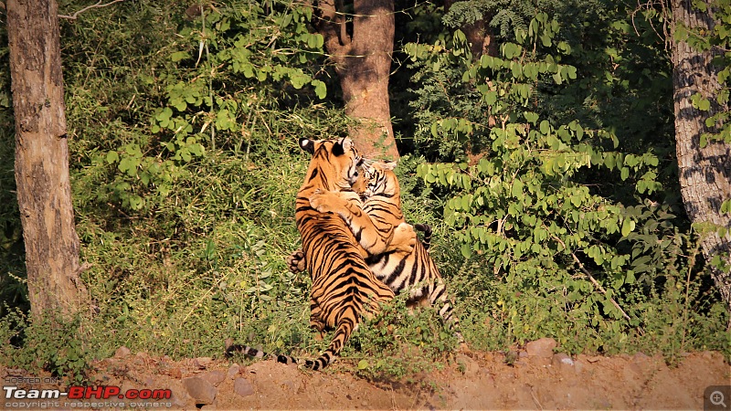 Impromtu Tadoba & the 3 Cubs-img_5300.jpg