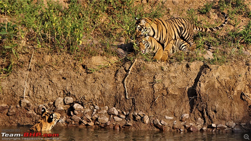 Impromtu Tadoba & the 3 Cubs-img_5418.jpg