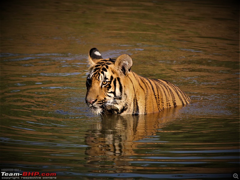 Impromtu Tadoba & the 3 Cubs-img_5404.jpg