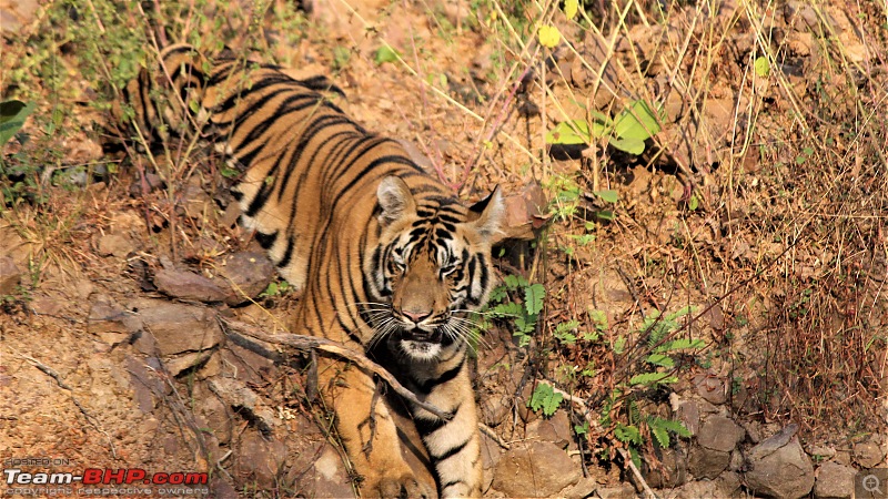 Impromtu Tadoba & the 3 Cubs-img_5398.jpg