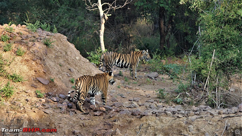 Impromtu Tadoba & the 3 Cubs-img_5361.jpg