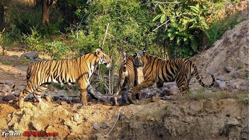 Impromtu Tadoba & the 3 Cubs-img_5497.jpg