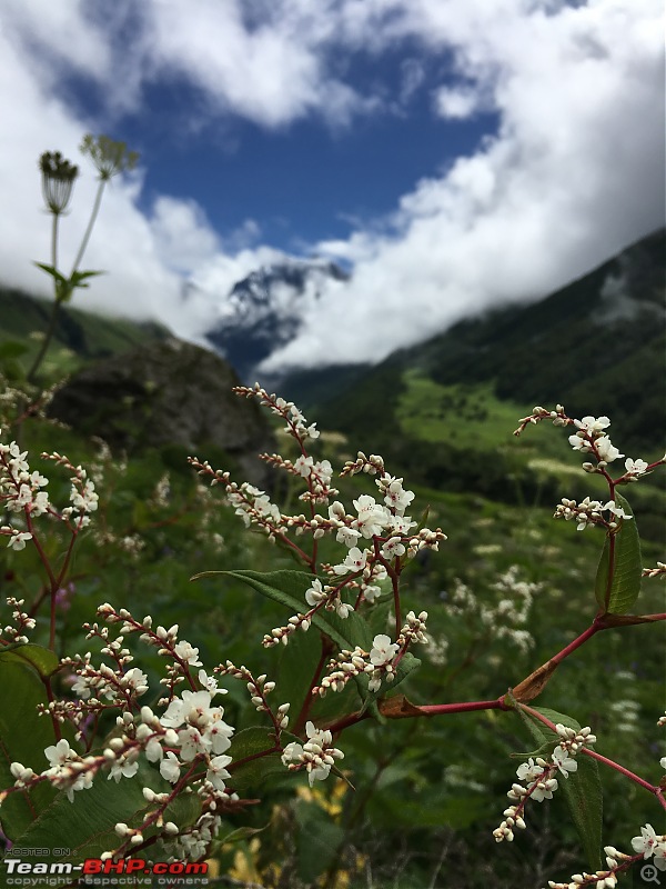 To the Valley of Flowers-img_8051.jpg