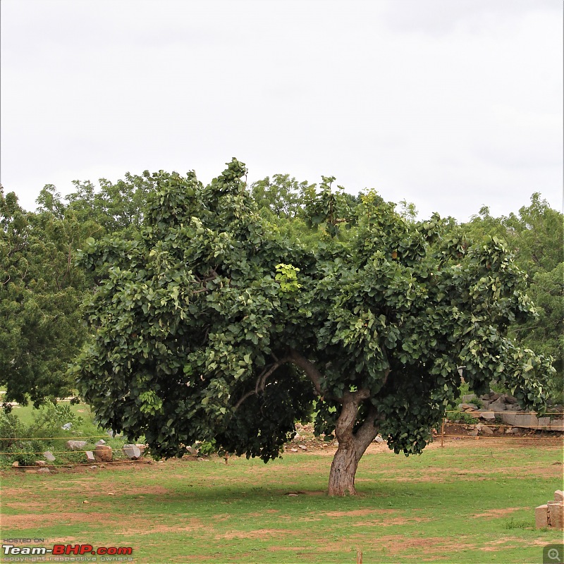 A Nature's Trail in Hampi-img_4494.jpg