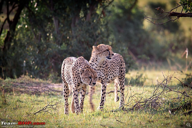 Wild Africa: Experiencing the Mecca of Wildlife Adventure-dsc_0364edit.jpg