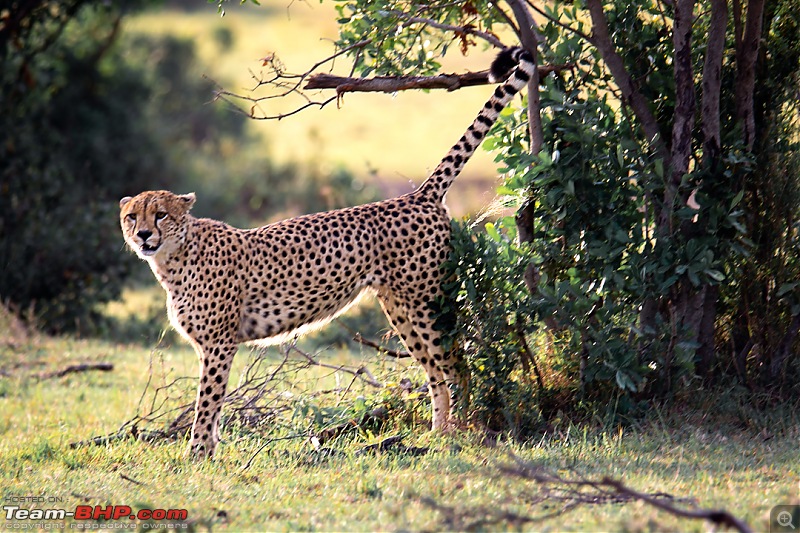 Wild Africa: Experiencing the Mecca of Wildlife Adventure-dsc_0368edit.jpg
