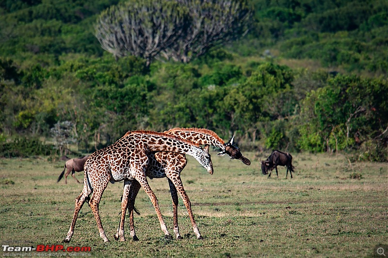 Wild Africa: Experiencing the Mecca of Wildlife Adventure-dsc_0411edit.jpg
