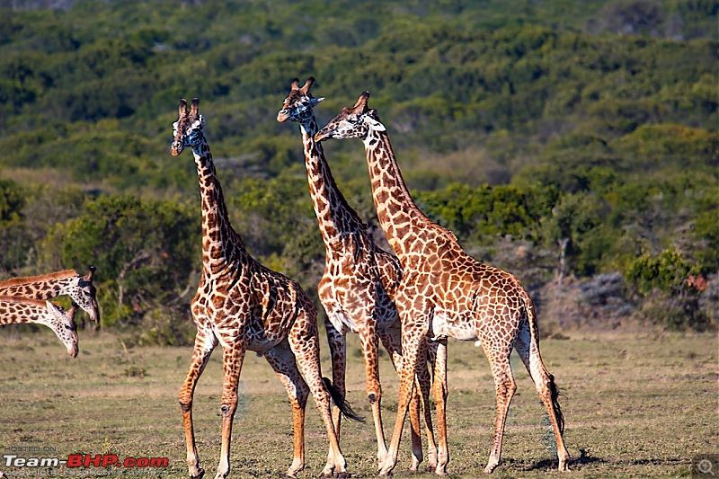 Wild Africa: Experiencing the Mecca of Wildlife Adventure-dsc_0415edit.jpg