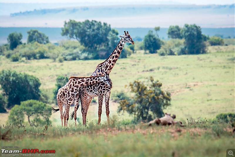 Wild Africa: Experiencing the Mecca of Wildlife Adventure-dsc_0520edit.jpg