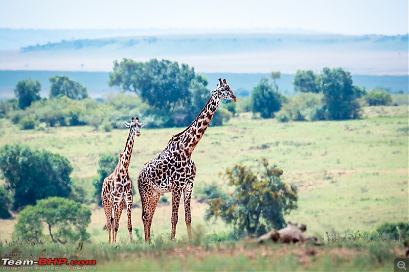 Wild Africa: Experiencing the Mecca of Wildlife Adventure-dsc_0521edit.jpg