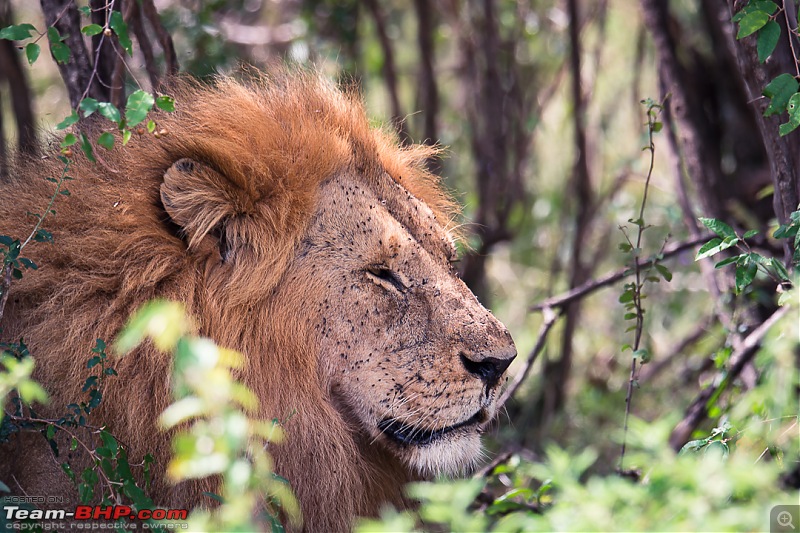 Wild Africa: Experiencing the Mecca of Wildlife Adventure-dsc_0532.jpg