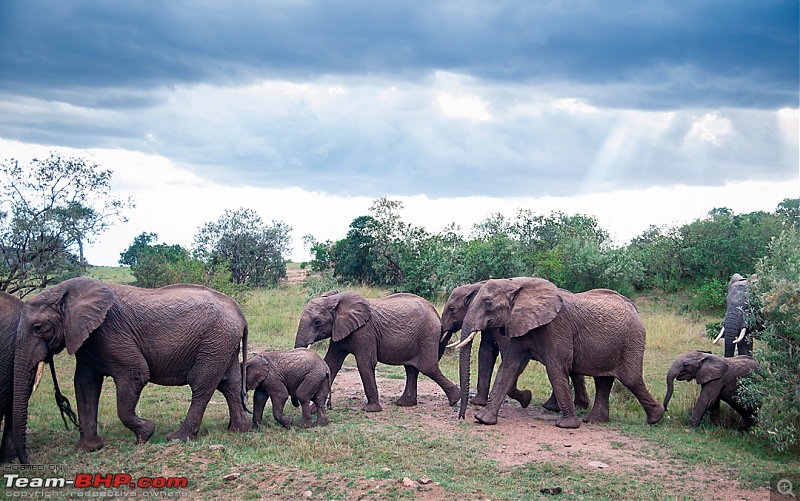 Wild Africa: Experiencing the Mecca of Wildlife Adventure-dsc_1410edit.jpg