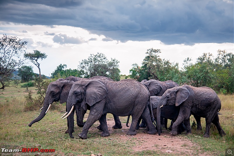 Wild Africa: Experiencing the Mecca of Wildlife Adventure-dsc_1414edit.jpg