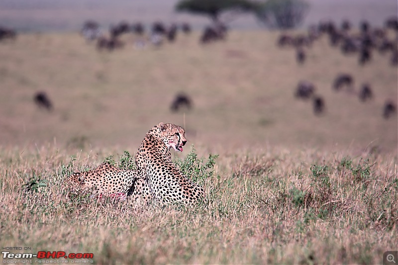 Wild Africa: Experiencing the Mecca of Wildlife Adventure-dsc_0629edit.jpg
