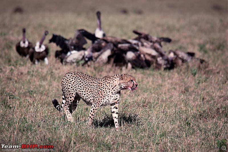 Wild Africa: Experiencing the Mecca of Wildlife Adventure-dsc_0655edit.jpg