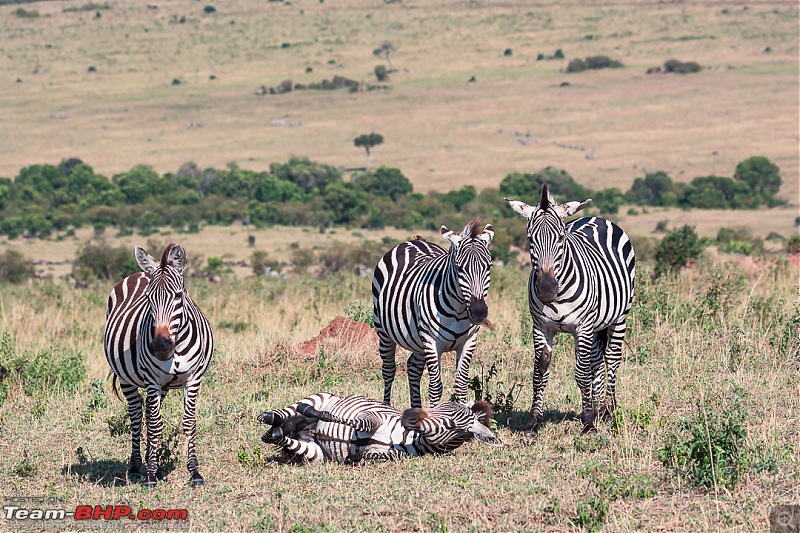 Wild Africa: Experiencing the Mecca of Wildlife Adventure-dsc_0680.jpg
