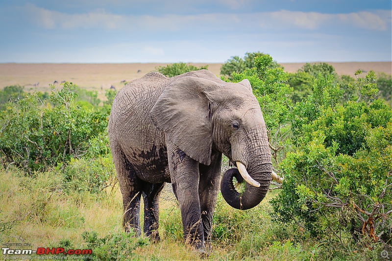 Wild Africa: Experiencing the Mecca of Wildlife Adventure-dsc_0759edit.jpg