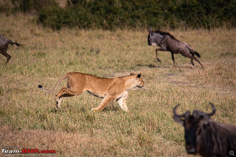 Wild Africa: Experiencing the Mecca of Wildlife Adventure-dsc_0131.jpg