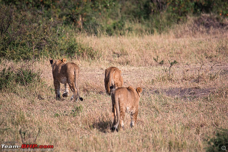 Wild Africa: Experiencing the Mecca of Wildlife Adventure-dsc_0137.jpg