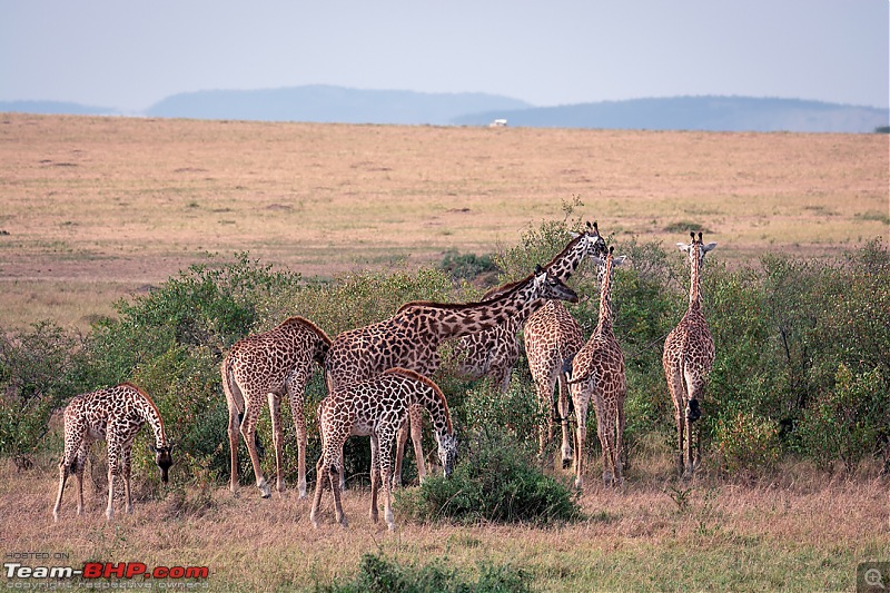 Wild Africa: Experiencing the Mecca of Wildlife Adventure-dsc_0143edit.jpg