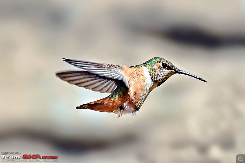 Life during the pandemic - Backyard birding & raised bed garden in California-allens.jpg