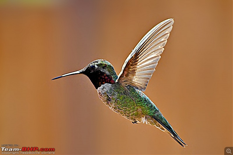 Life during the pandemic - Backyard birding & raised bed garden in California-anna2.jpg