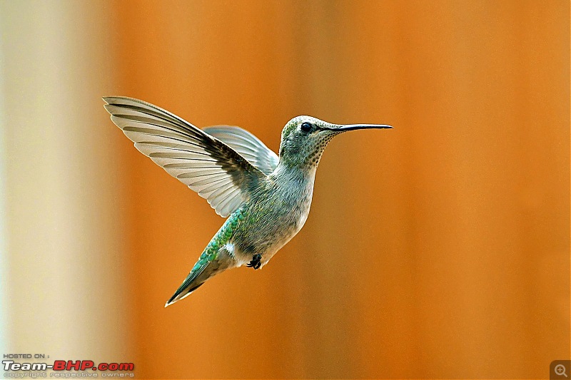 Life during the pandemic - Backyard birding & raised bed garden in California-annafem1.jpg