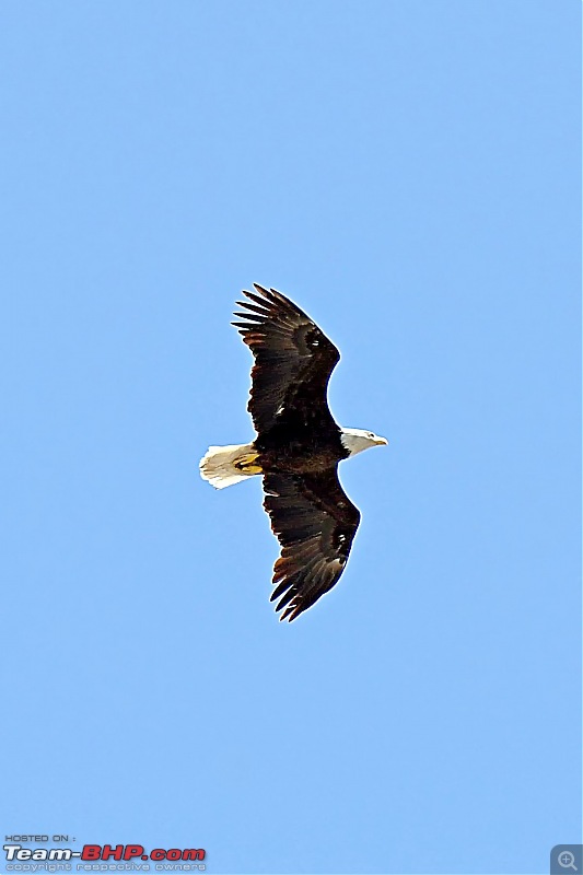 Life during the pandemic - Backyard birding & raised bed garden in California-baldeag.jpg