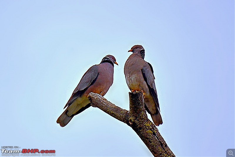 Life during the pandemic - Backyard birding & raised bed garden in California-eurasianc.jpg