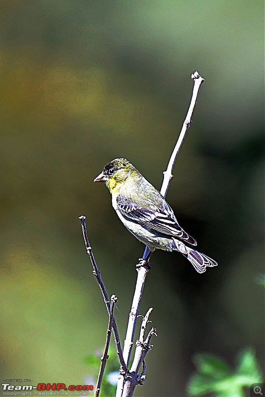 Life during the pandemic - Backyard birding & raised bed garden in California-goldf1.jpg