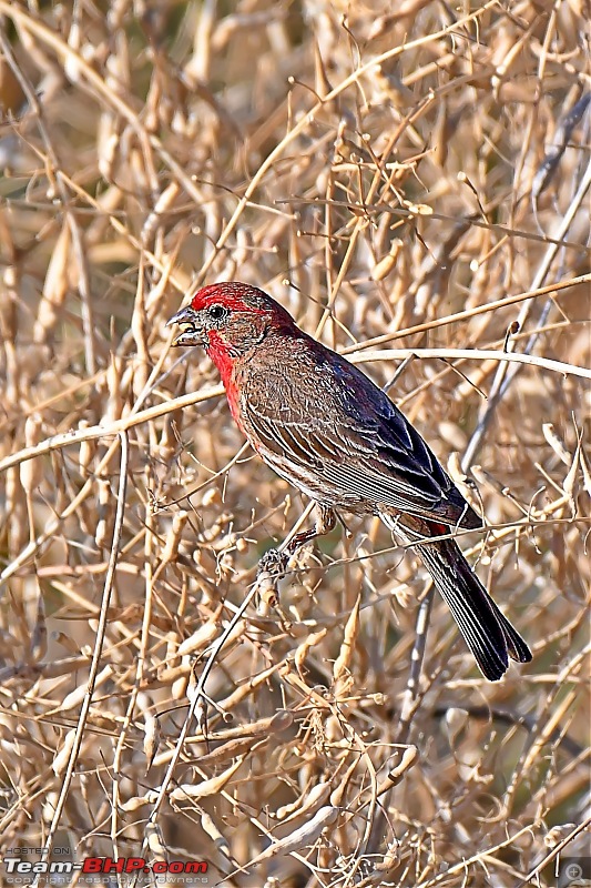 Life during the pandemic - Backyard birding & raised bed garden in California-housefinch1.jpg