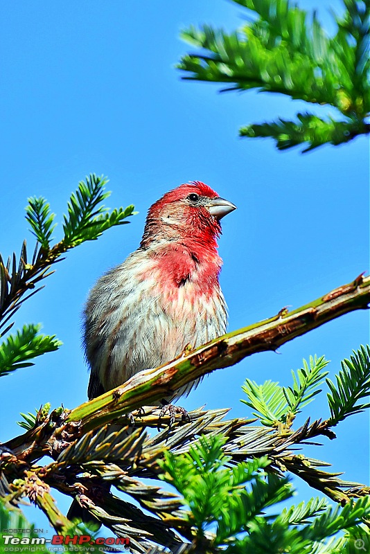 Life during the pandemic - Backyard birding & raised bed garden in California-housefinch2.jpg