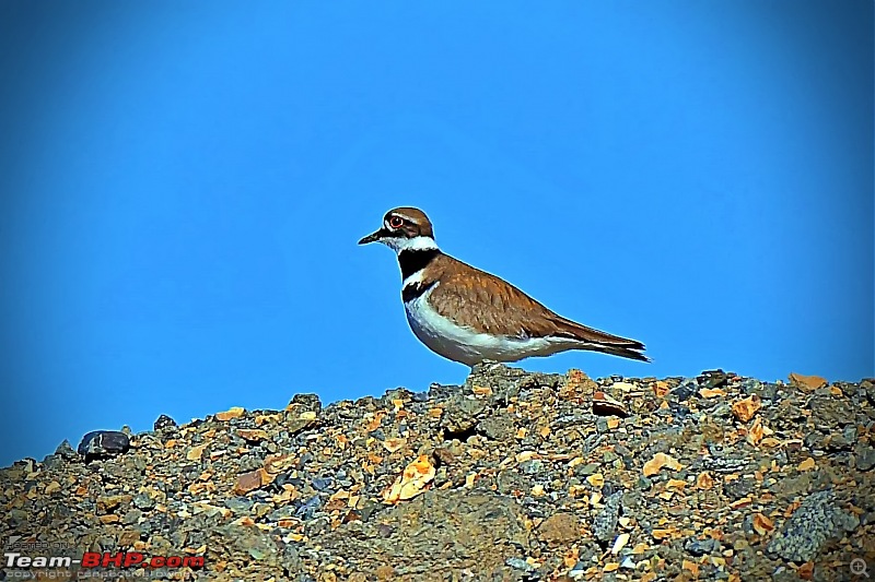 Life during the pandemic - Backyard birding & raised bed garden in California-killdeer_dsc_4305.jpg