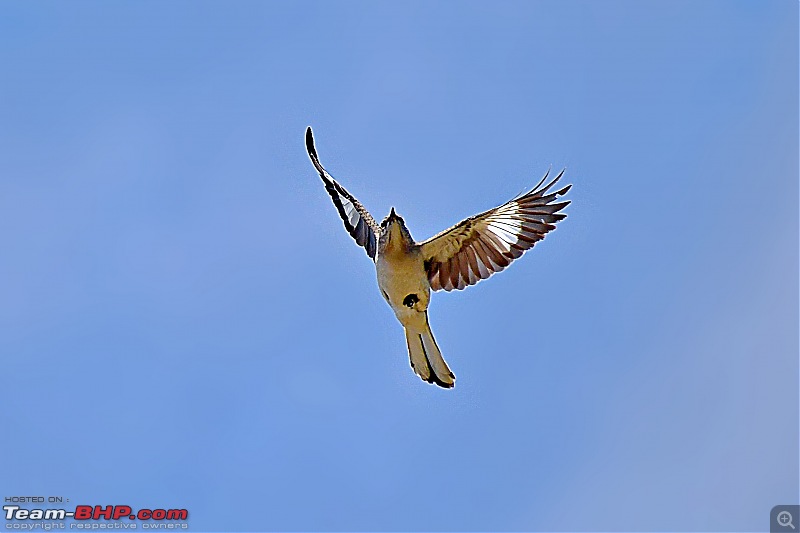 Life during the pandemic - Backyard birding & raised bed garden in California-mockingb.jpg